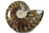Polished Ammonite (Cleoniceras) Fossil - Madagascar #283324-1